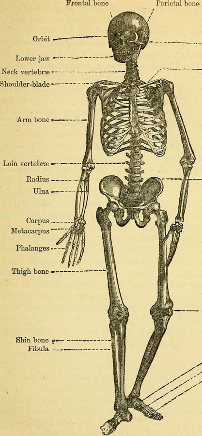 the anatomy books